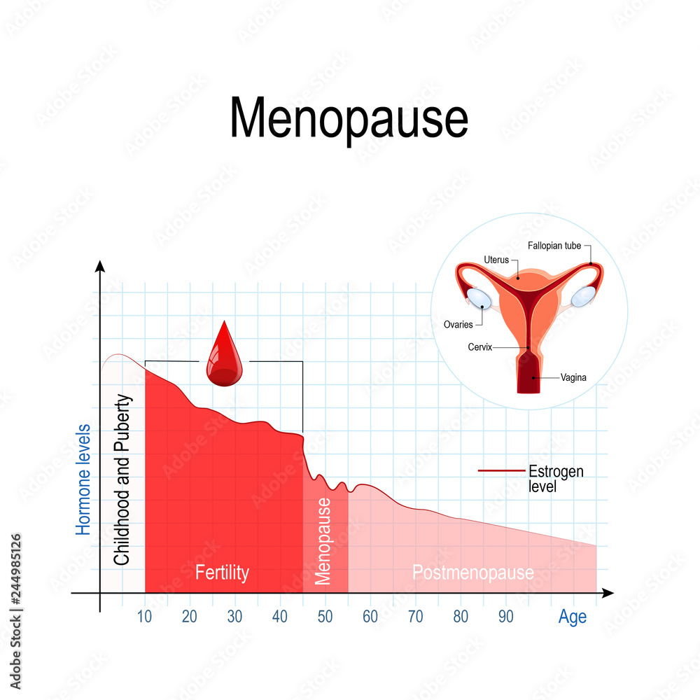 menopause chart. Estrogen level and aging. Stock Vector Adobe Stock