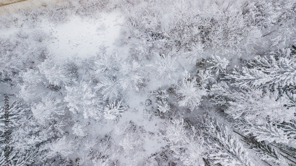 Fototapeta premium Frozen trees above