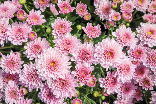 beautiful chrysanthemum flowers background top view