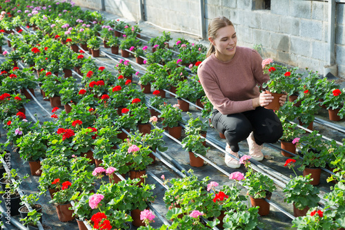 Positive woman examining  plants of geranium