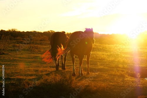 Fototapeta Naklejka Na Ścianę i Meble -  Horse farm shows two western horses walking through pasture during sunrise in rural Texas landscape.  