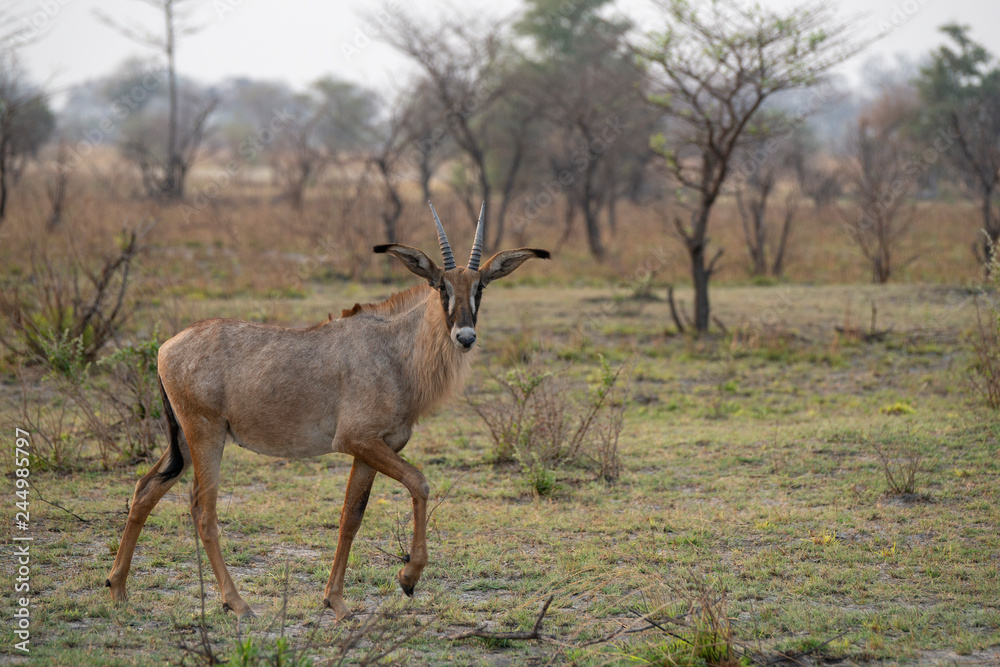 A waterbuck near the Chobe river - Botswana. A waterbuck near the Chobe river - Botswana.