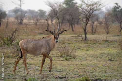Fototapeta Naklejka Na Ścianę i Meble -  A waterbuck near the Chobe river - Botswana.