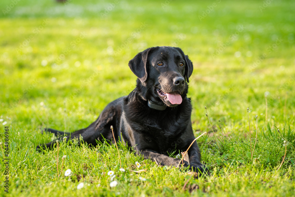 Black Labrador Retriever playing with a stick in a green meadow Black Labrador Retriever playing with a stick in a green meadow