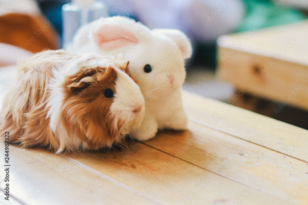 Obraz premium happy rabbit