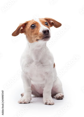 small dog Jack Russell terrier isolated on the white background © Dmytro Titov
