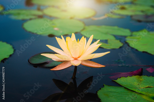 yellow lotus flower in pond in the dark tone with sunlight. aquatic waterlily nature flower background.