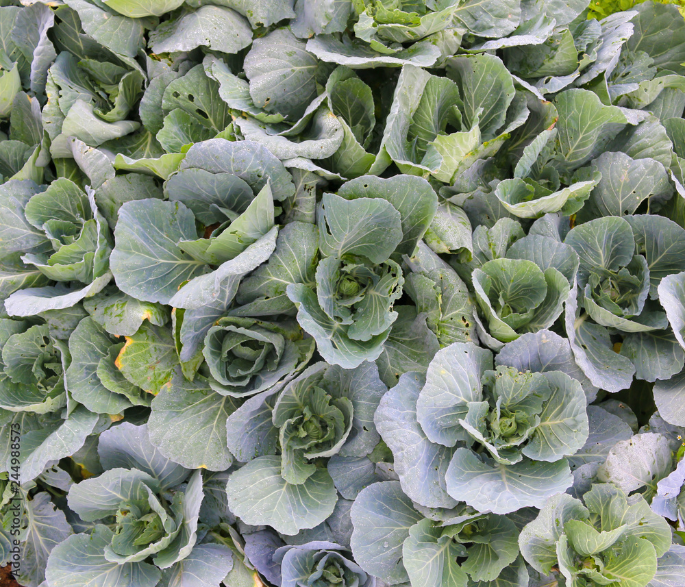 Cabbage field Cabbage field