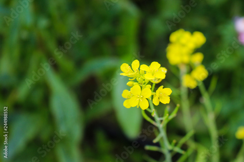 yellow flower in soft blur style