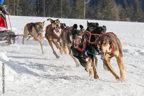alaskan husky dogs running on musher 's race