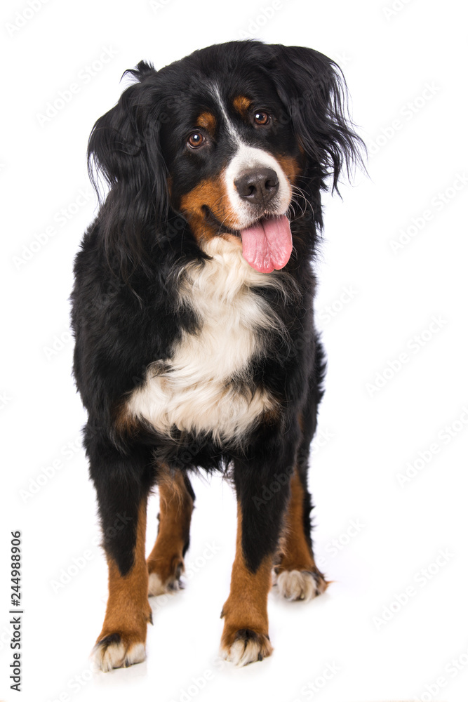 Bernese mountain dog standing isolated on white background