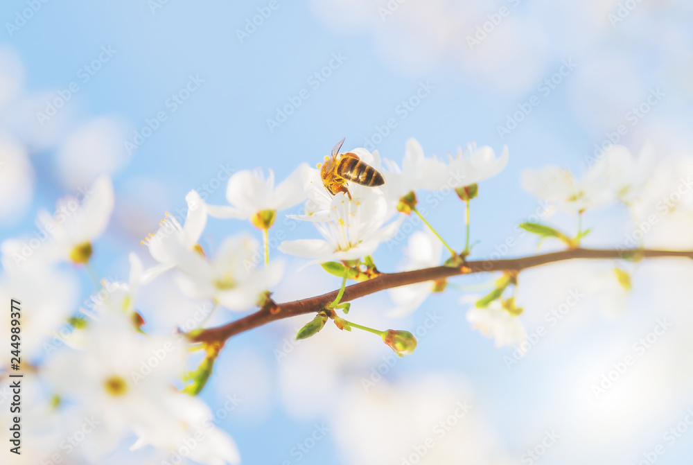 Honey bee Spring season abstract nature background Honey bee Spring season abstract nature background