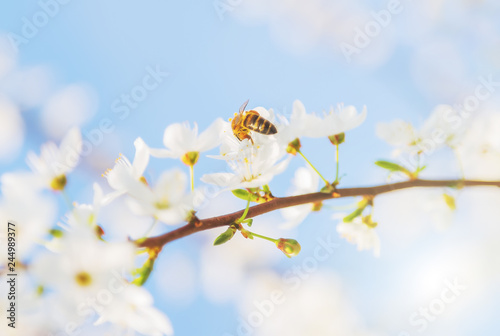 Honey bee Spring season abstract nature background