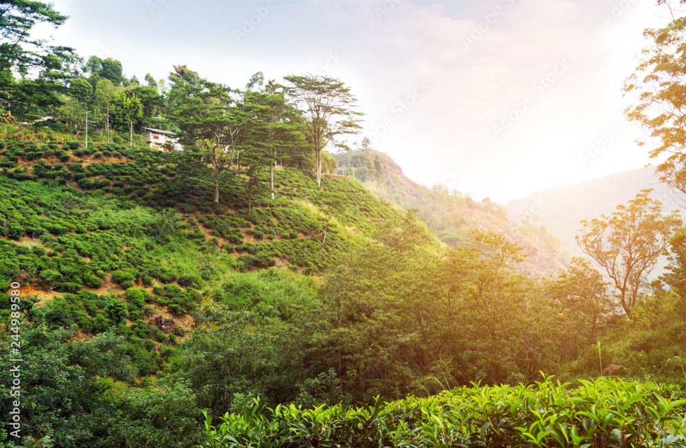 Obraz premium Green tea leaves background bushes