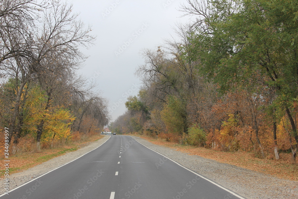 Fototapeta premium autumn and road