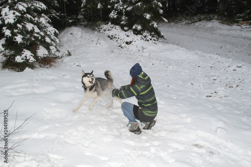 Husky dog runs in the woods with a girl. Play in the snow. Winter fun with a pet