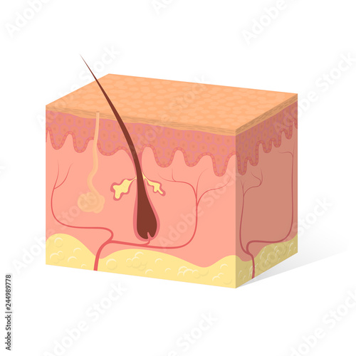 Isolated sample of human skin with a hair follicle, dermatology, skin structure