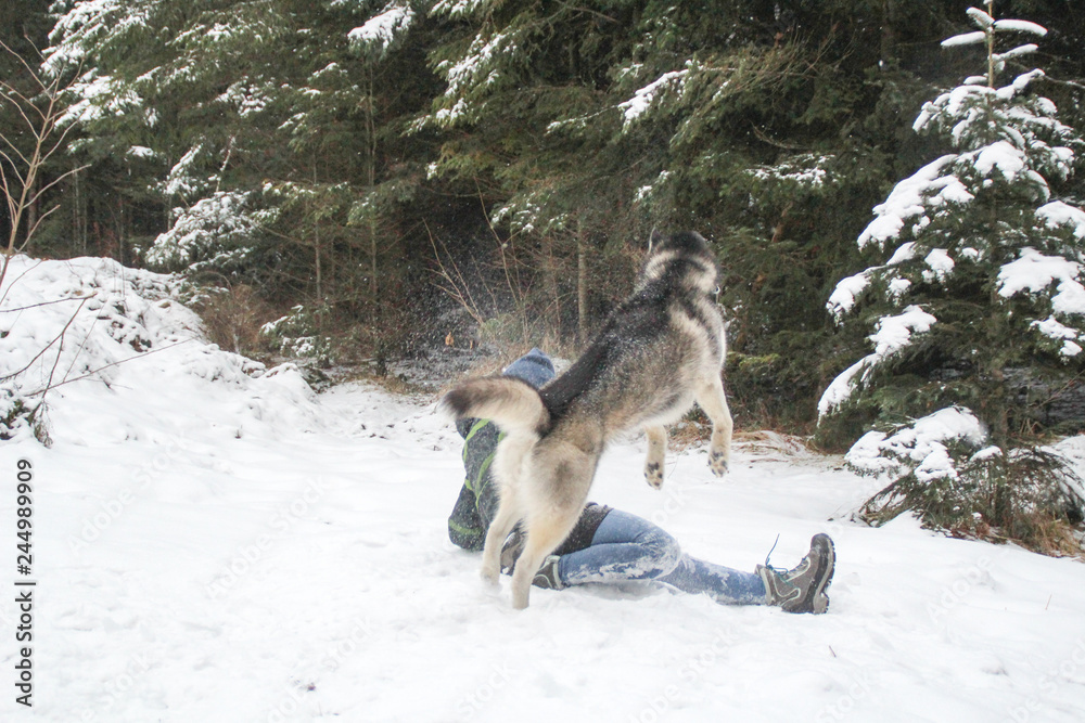 Husky dog runs in the woods with a girl. Play in the snow. Winter fun with a pet Husky dog runs in the woods with a girl. Play in the snow. Winter fun with a pet