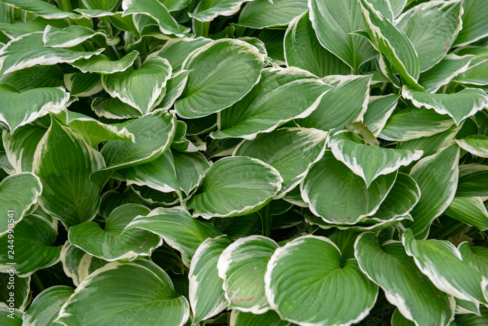 leaves leaves