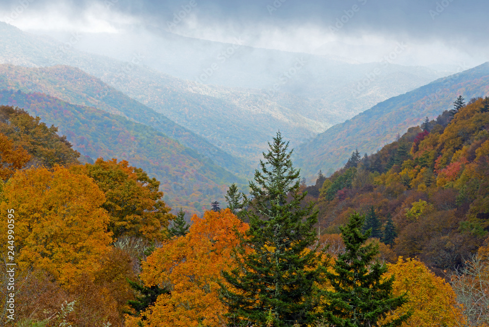 Plakat In fall colors, top of the Smoky Mountains on a foggy morning.