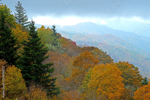 In fall colors  top of the Smoky Mountains on a foggy morning.