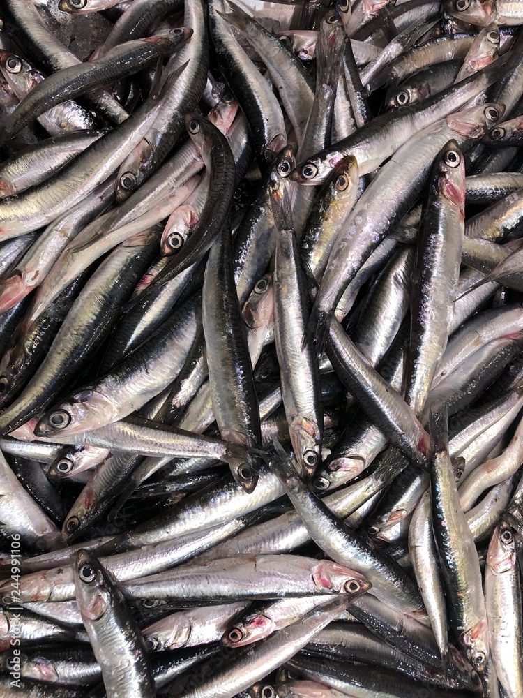 Obraz premium Lots of anchovies