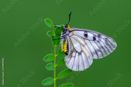 Photography Closeup  beautiful butterflies sitting on flower