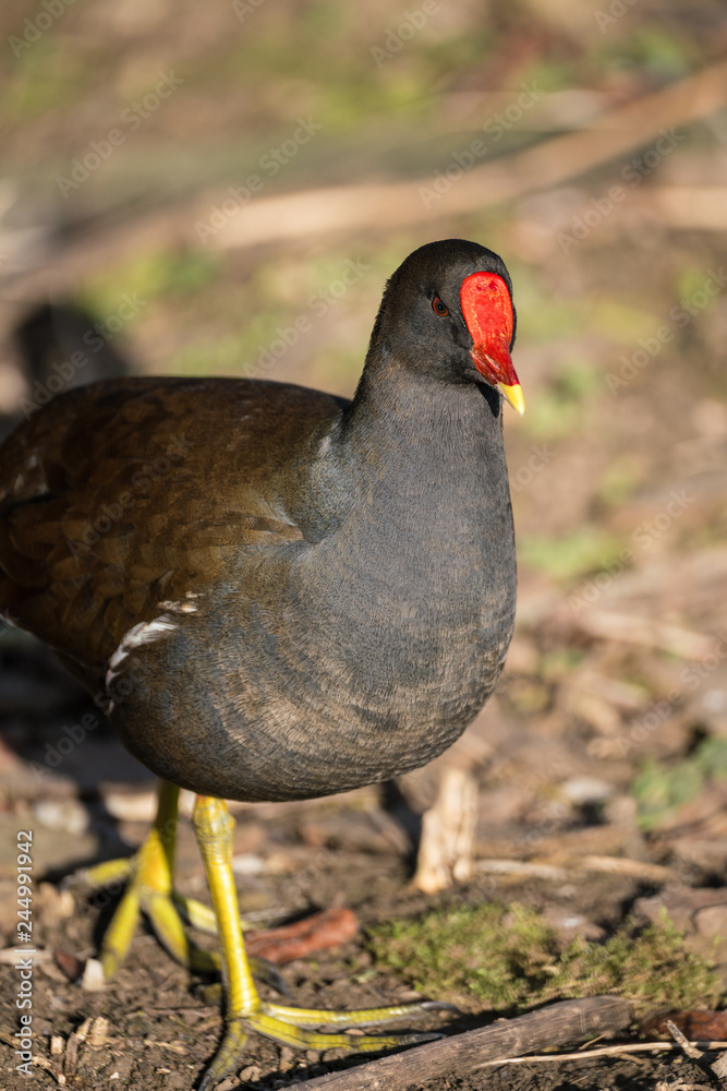 Close up of a Moorhen (Gallinula chloropus) Close up of a Moorhen (Gallinula chloropus)