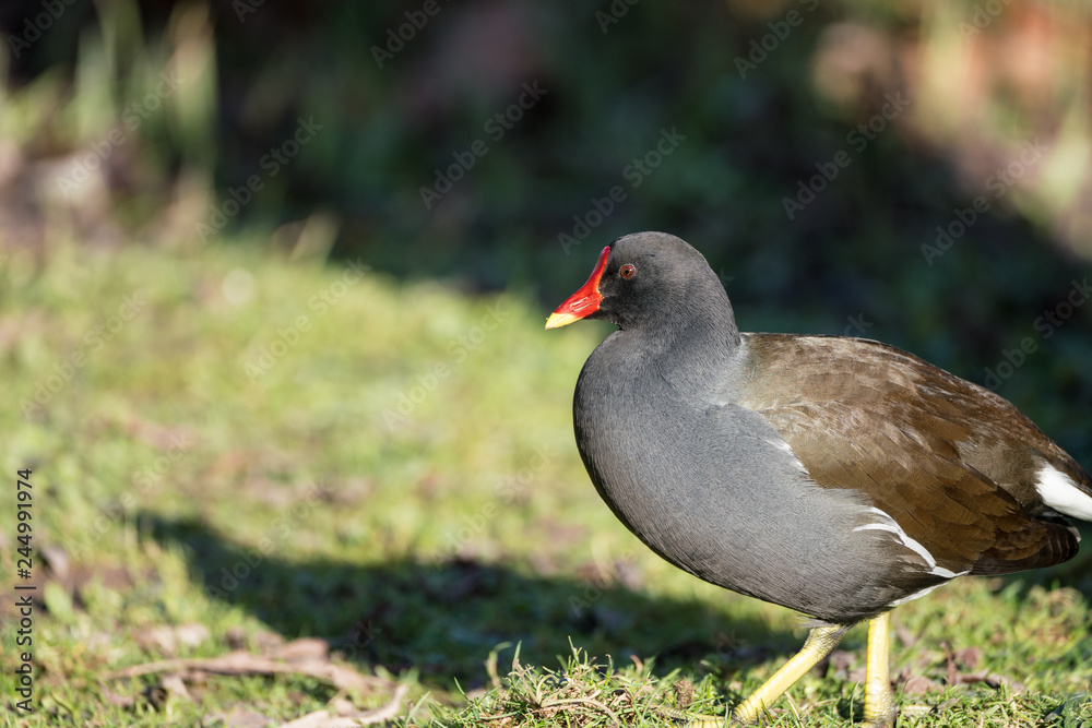 Close up of a Moorhen (Gallinula chloropus) Close up of a Moorhen (Gallinula chloropus)