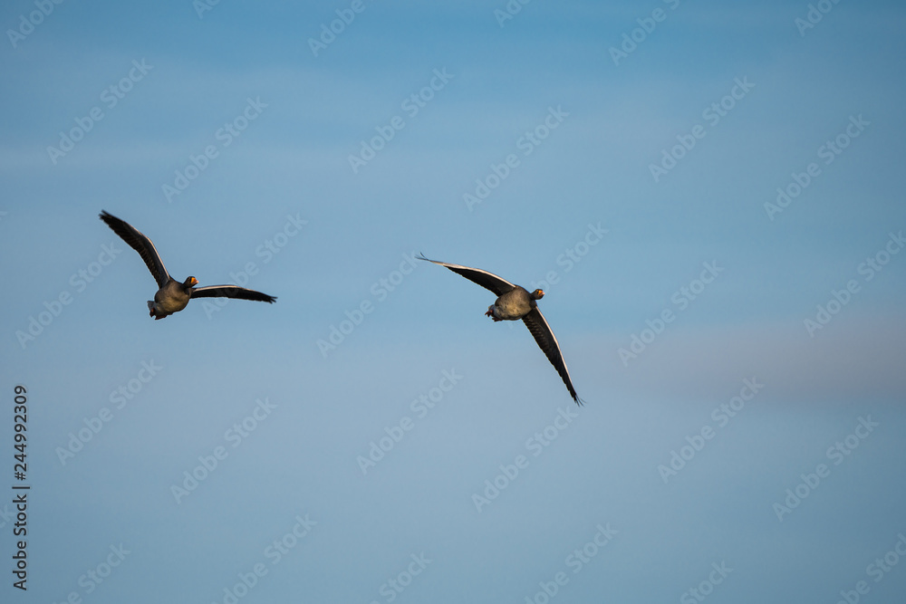 Two Greylag geese (Anser Anser) flying Two Greylag geese (Anser Anser) flying