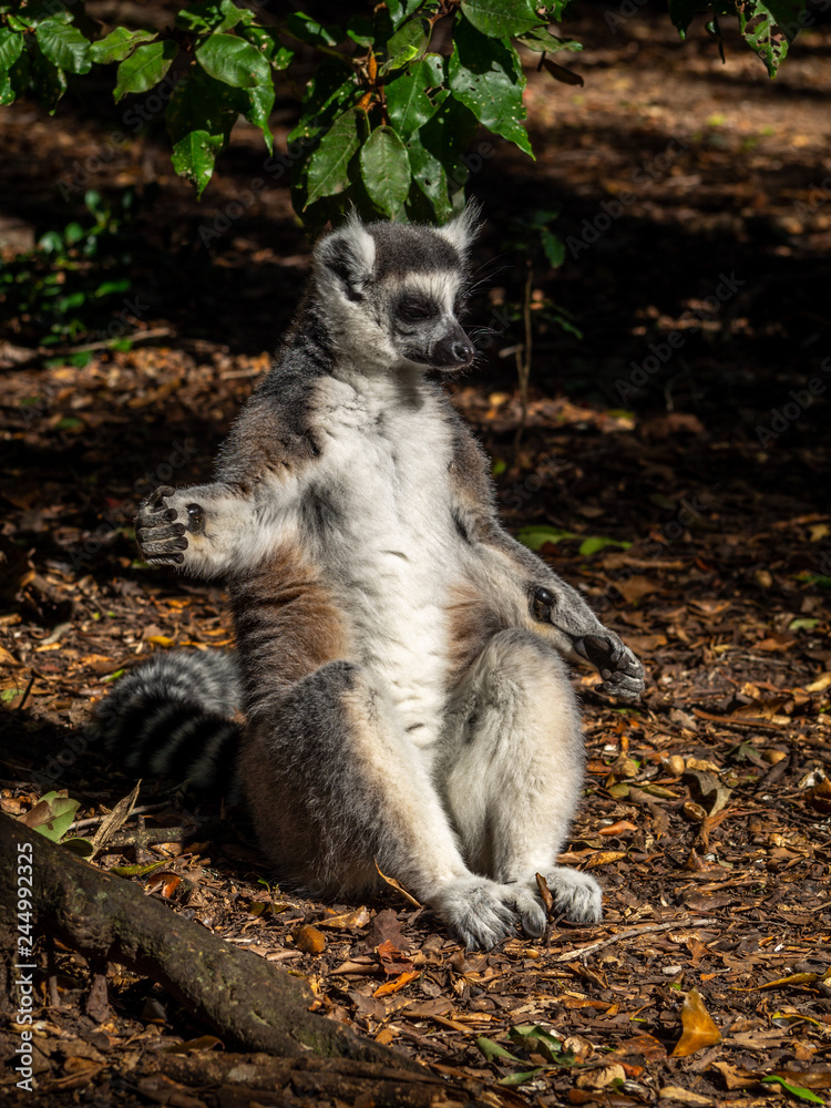ring tailed lemur sitting in a funny pose, close up