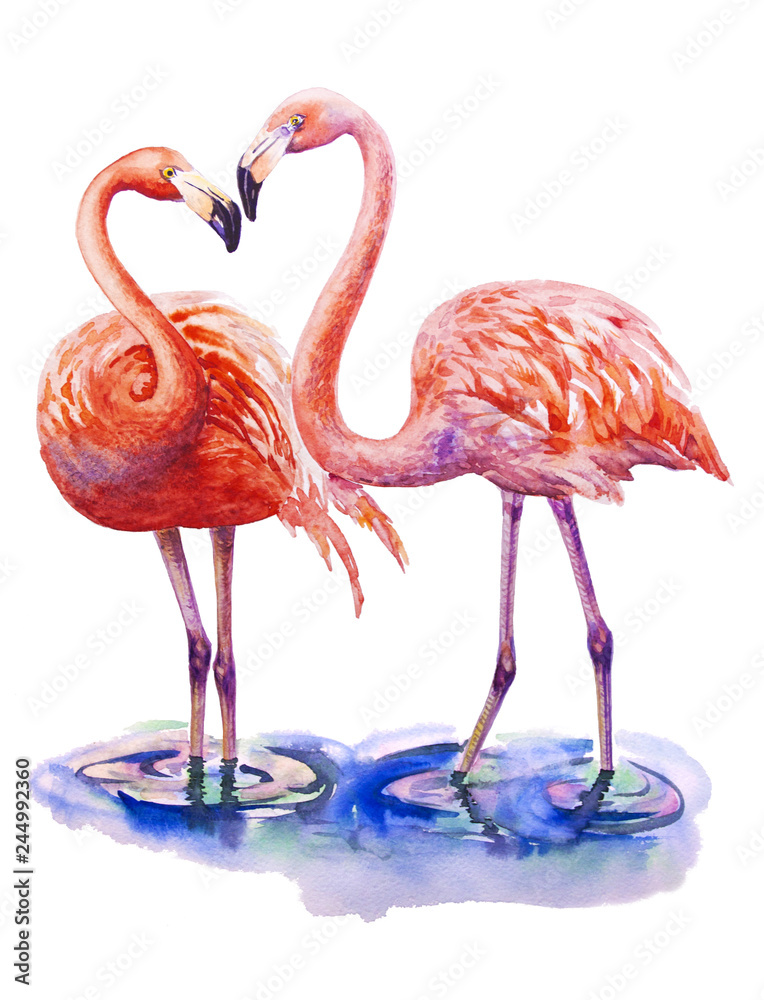 Obraz premium Dwoje kochanków różowy flaming stojący w wodzie na białym tle. Akwarela ilustracja