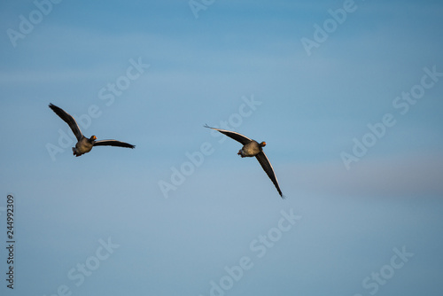 Two Greylag geese (Anser Anser) flying