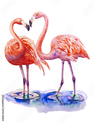 Two lovers pink flamingo standing in water isolated on white background. Watercolor illustration
