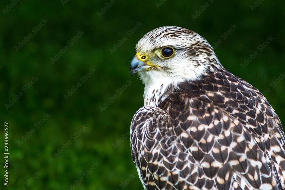 Bird of prey against a green background