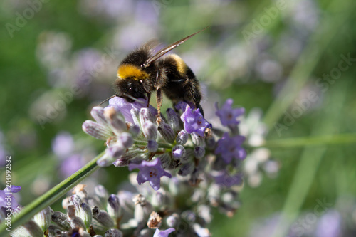 Bumblebee on lavender © RPJude