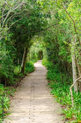 empty road between trees in the park