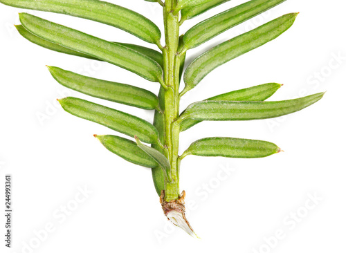 branch Taxus baccata European yew, macro, isolate on a white background photo