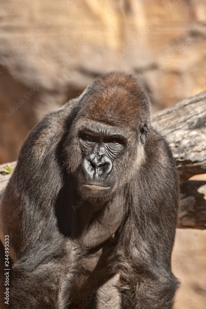 Obraz premium Gorila
