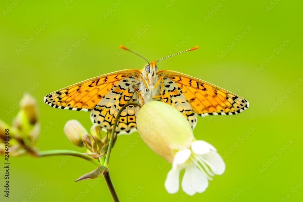 Closeup beautiful butterflies sitting on flower Closeup beautiful butterflies sitting on flower