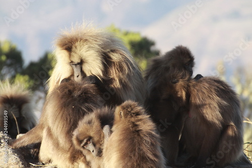 codzienne życie w stadzie małp z gatunku dżelada w etiopii