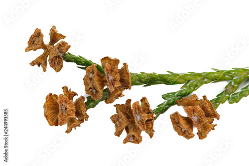 branch of Chamaecyparis pisifera (Sawara cypress), macro, isolate on a white background photo