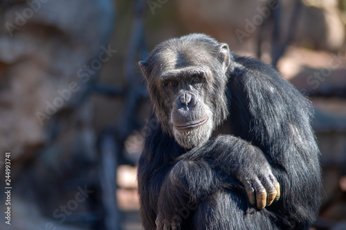 animales salvajes  Chimpanc  