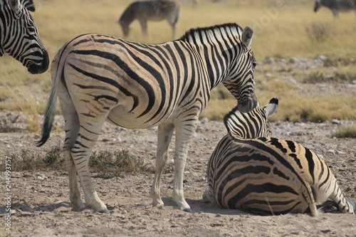 stojące i leżące zebry w naturalnych warunkach na safari © KOLA  STUDIO