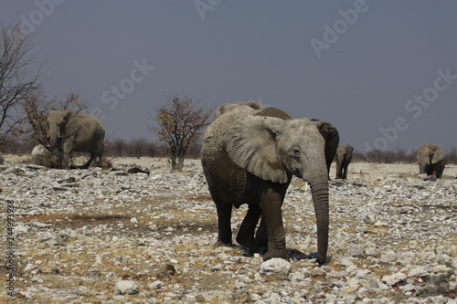 słonie w naturanym środowisku na sawannie z bliska