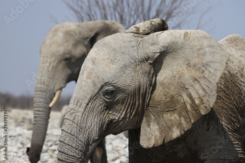 słonie w naturanym środowisku na sawannie z bliska © KOLA  STUDIO