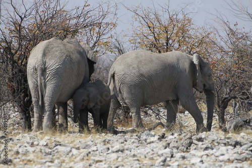 słonie w naturanym środowisku na sawannie z bliska © KOLA  STUDIO