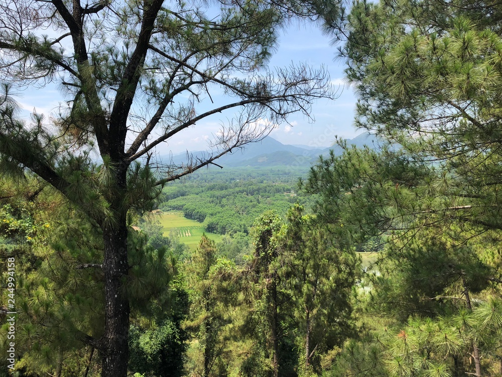 Obraz premium trees and blue sky