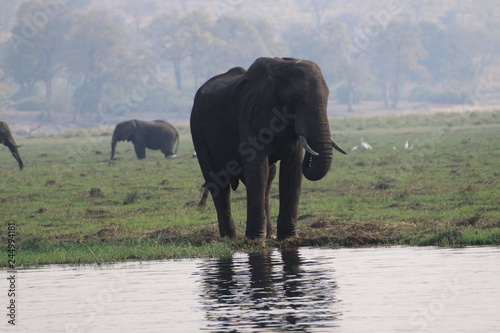 afrykański słoń przy wodopoju w mglisty poranek © KOLA  STUDIO