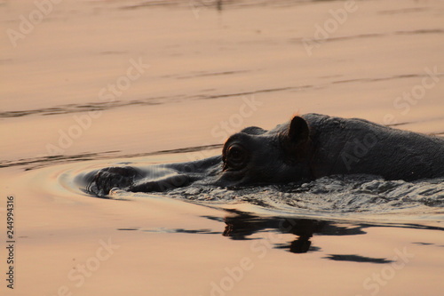 hipopotam wystawiający czubek głowy z wody o zachodzie słońca © KOLA  STUDIO